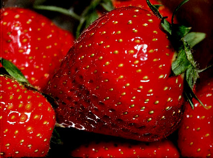 fraises