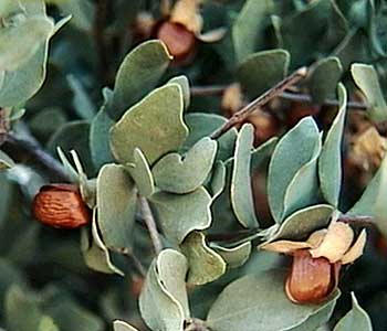 jojoba