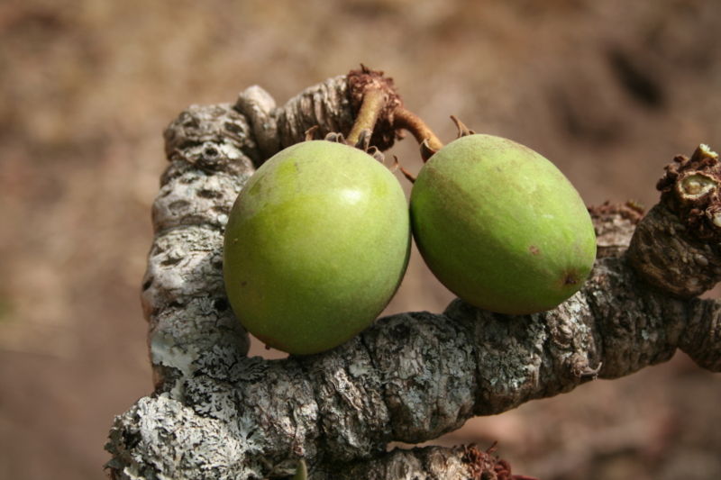 karité fruit