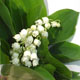 Offrir un brin de muguet pour porter bonheur, le 1er mai