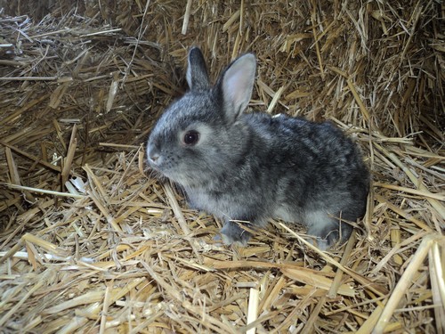 animal-chinchilla-compagnie