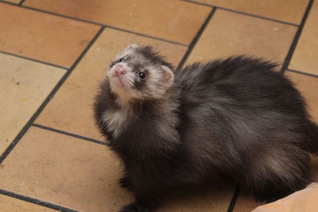 animal-furet