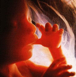 bébé in utero