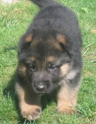 berger-allemand-chiot