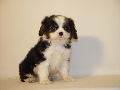 cavalier-king-charles-chiot