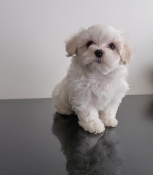 chiot-bichon-maltais