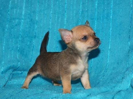 chiot-chihuahua