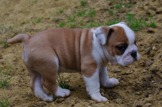 chiots-bouledogue-anglais