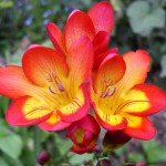 freesia