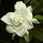 gardenia