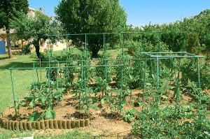 jardin-potager