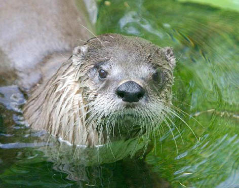 loutre