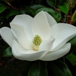 magnolia