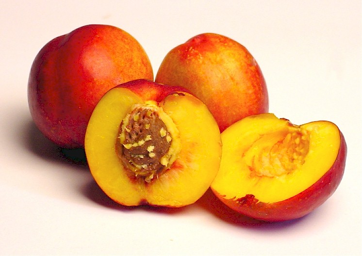 nectarines