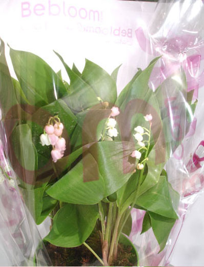 offrir-bouquet-muguet