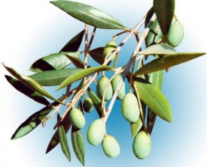 olivier arbre