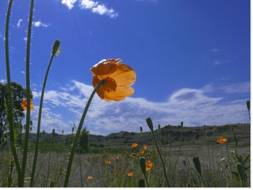 paysage-printemps-fleur