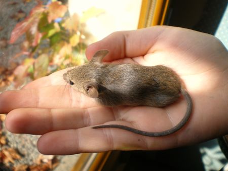 souris-animal-compagnie