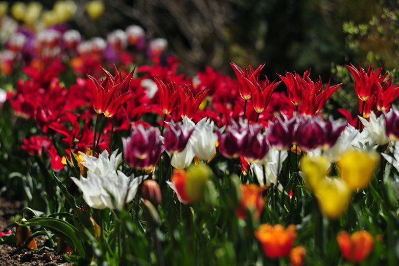 tulipes